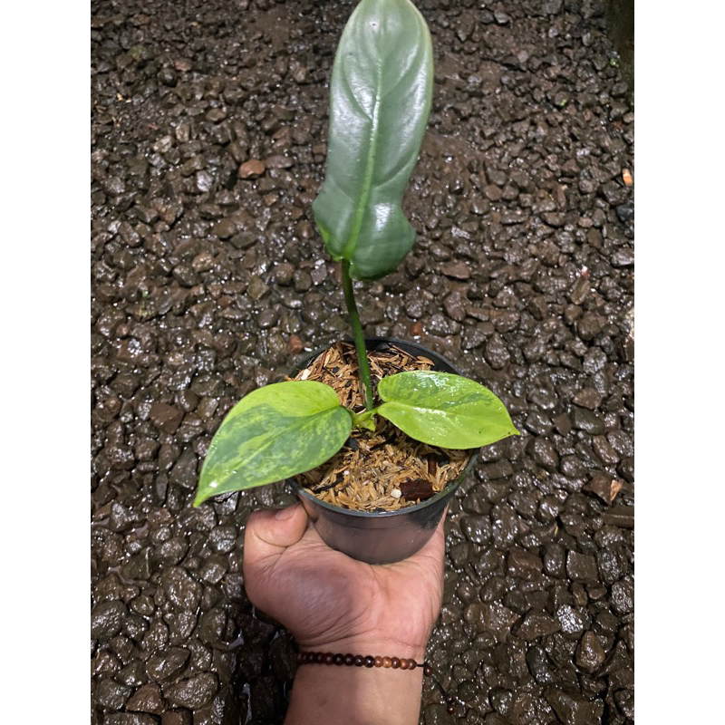 philodendron violin varigata
