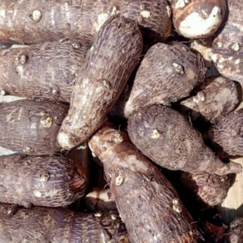 

Ubi Talas Mbote 1 kg