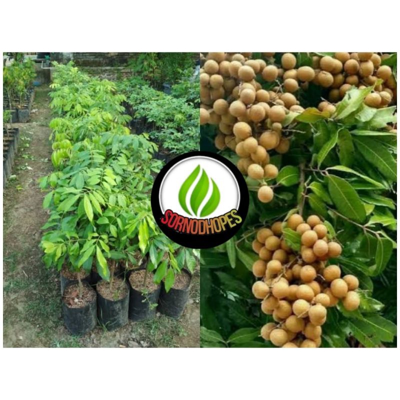 Bibit Kelengkeng New Cristal asli tanaman buah hasil okulasi super genjah cepat berbuah