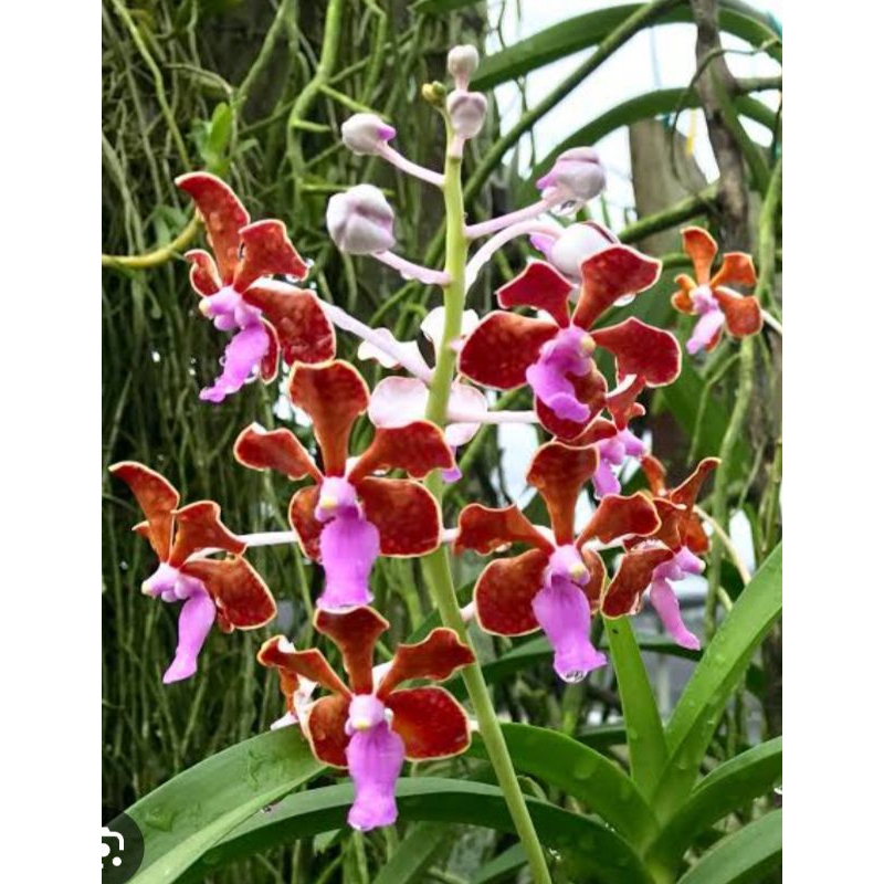 Anggrek vanda limbata species