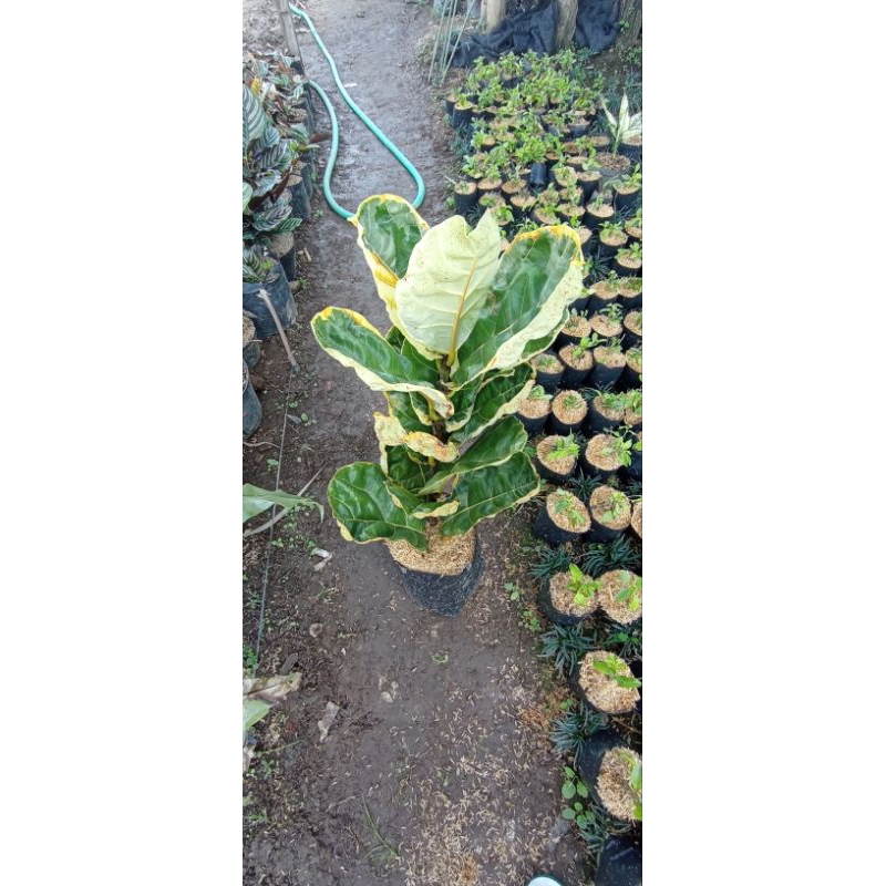 ketapang biola variegata ficus lyrata