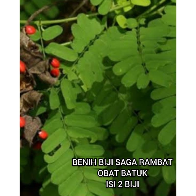 Biji Daun Saga Rambat