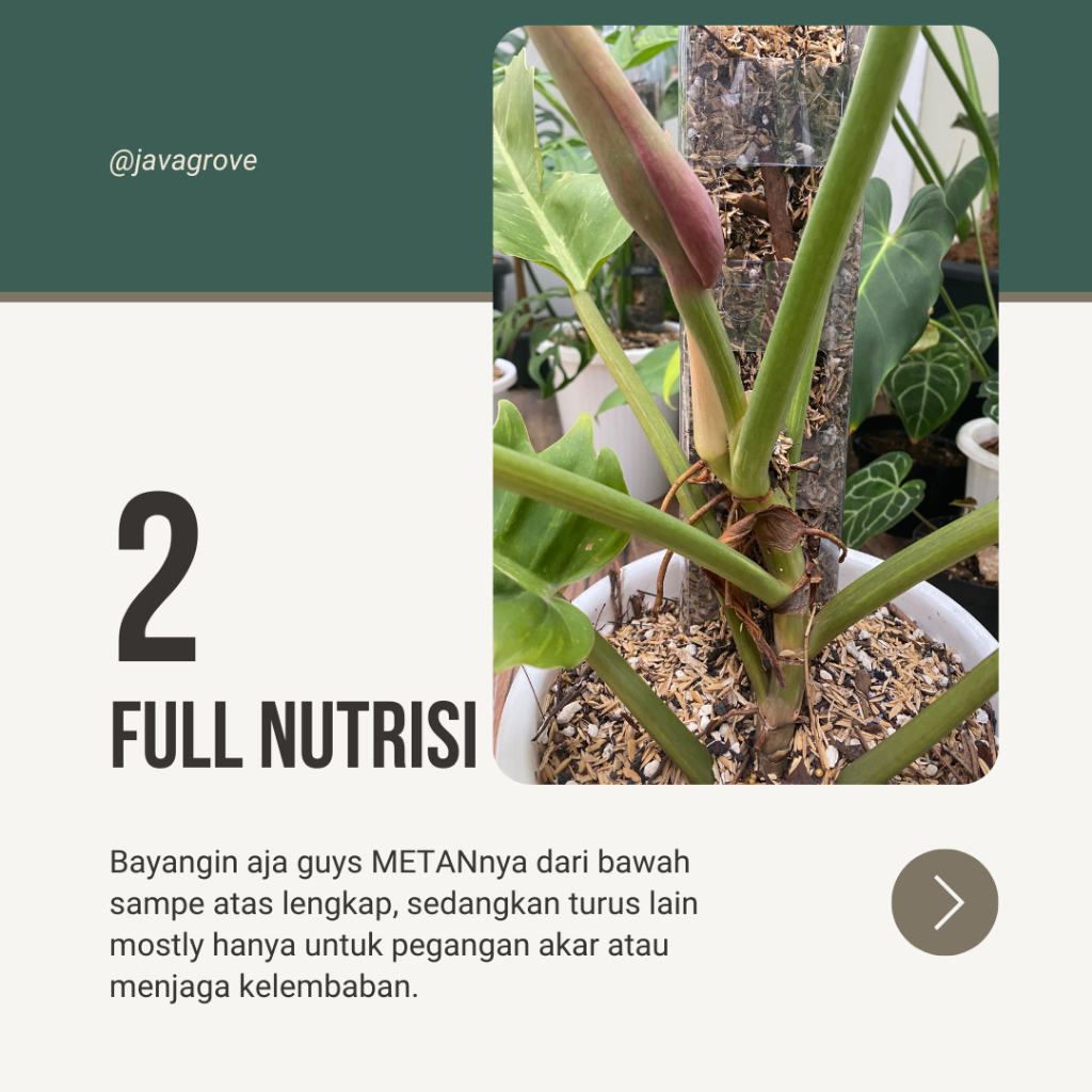 100 pcs TurusTetik / Turus Plastik Mika Bening Mica / Moss pole TURUS ESTETIK