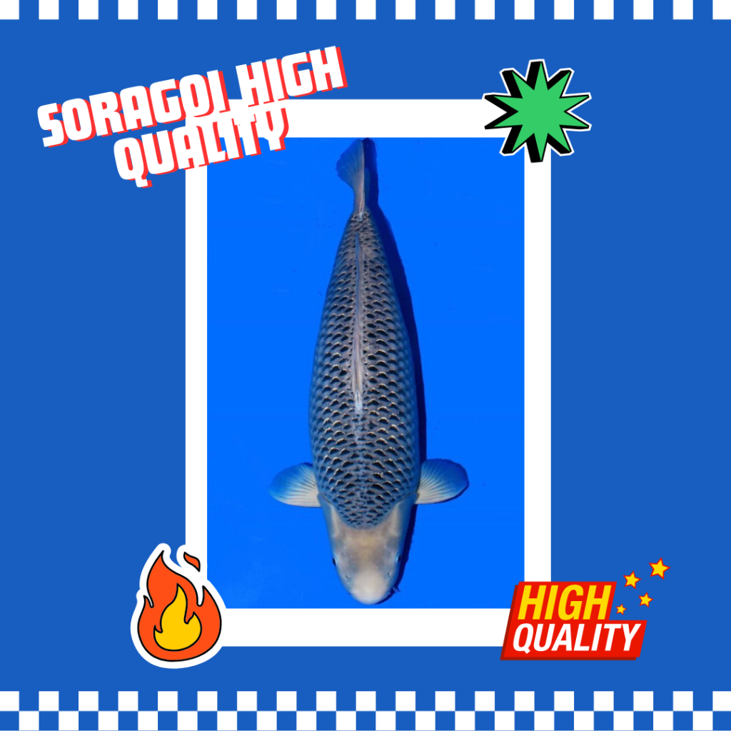 Ikan Koi Soragoi Grade A  - Asli Blitar SQ HQ Bergaransi
