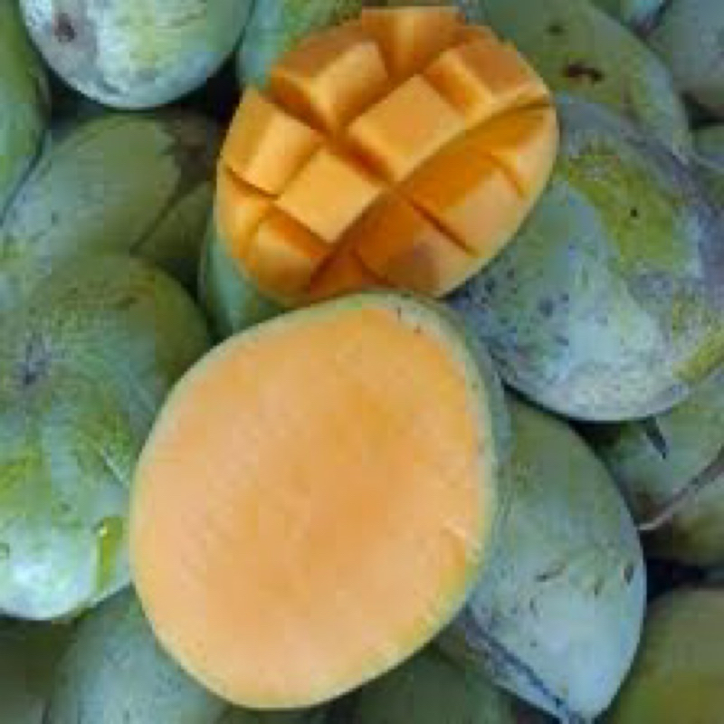 

MANGGA INDRAMAYU MATANG MANIS (Buy 1kg Free 1kg)