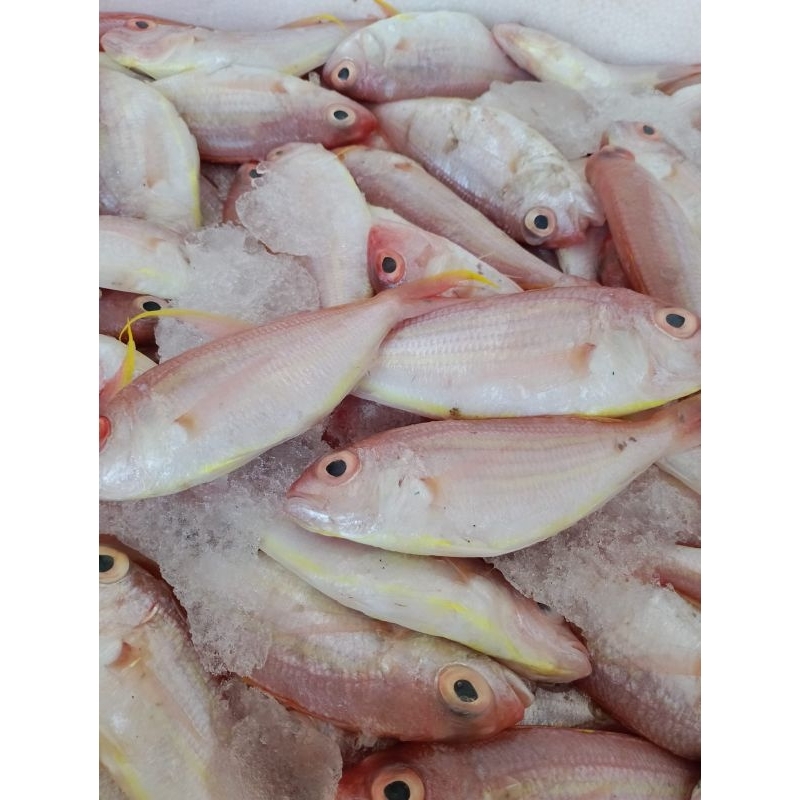 

Ikan kurisi ikan turisi ikan kunir ikan kuning 500 Gram 1kg