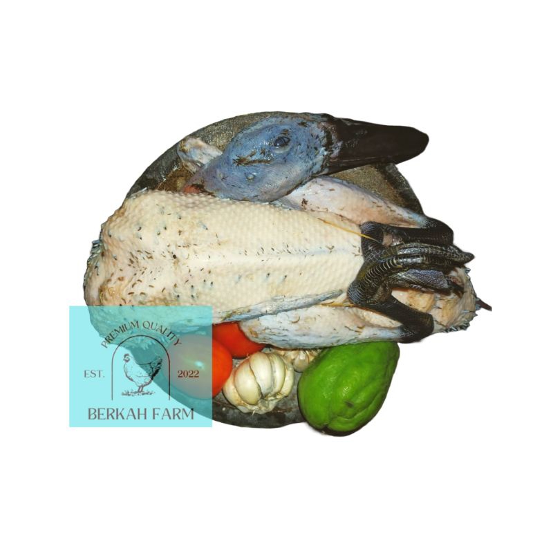 

Best Choice! [PREMIUM QUALITY] Bebek Lokal - ukuran 1kg/ ekor