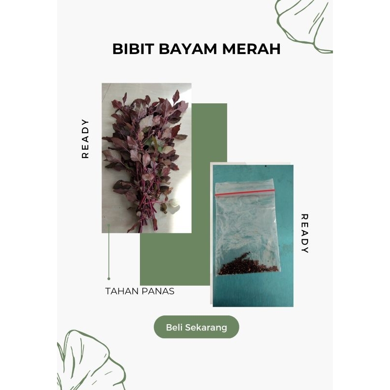 

Bayam merah