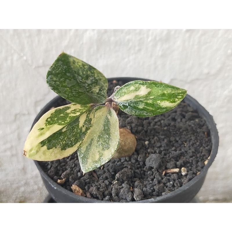 ZAMIA CULCAS VARIGATA