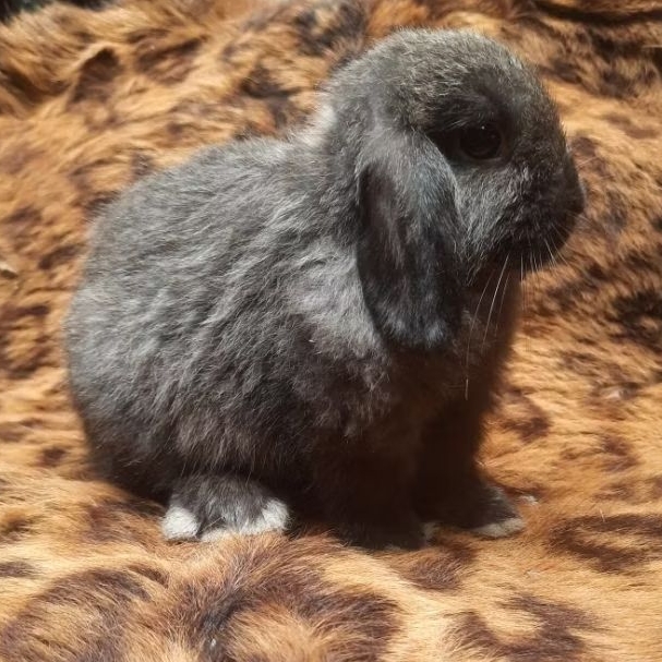 kelinci holland lop rabbit holan lop