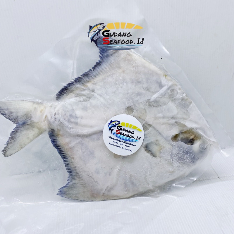 

Ikan bawal tambak 500/600 gram per ekor