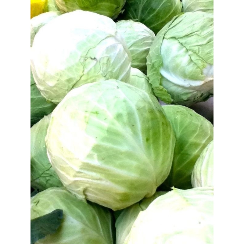 Kobis Sayur Segar 500 Gram