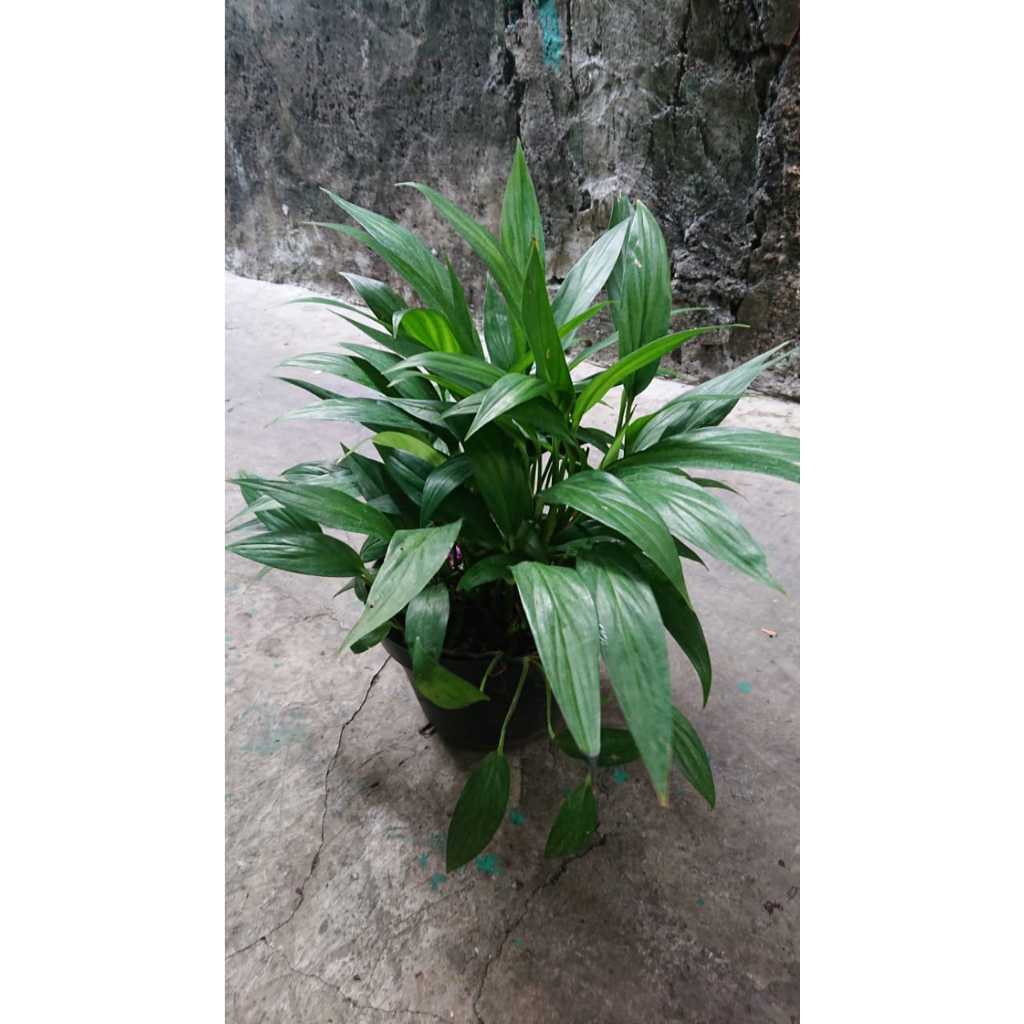 Epipremnum Amplissimum