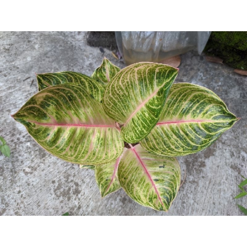 AGLAONEMA MOONLIGHT