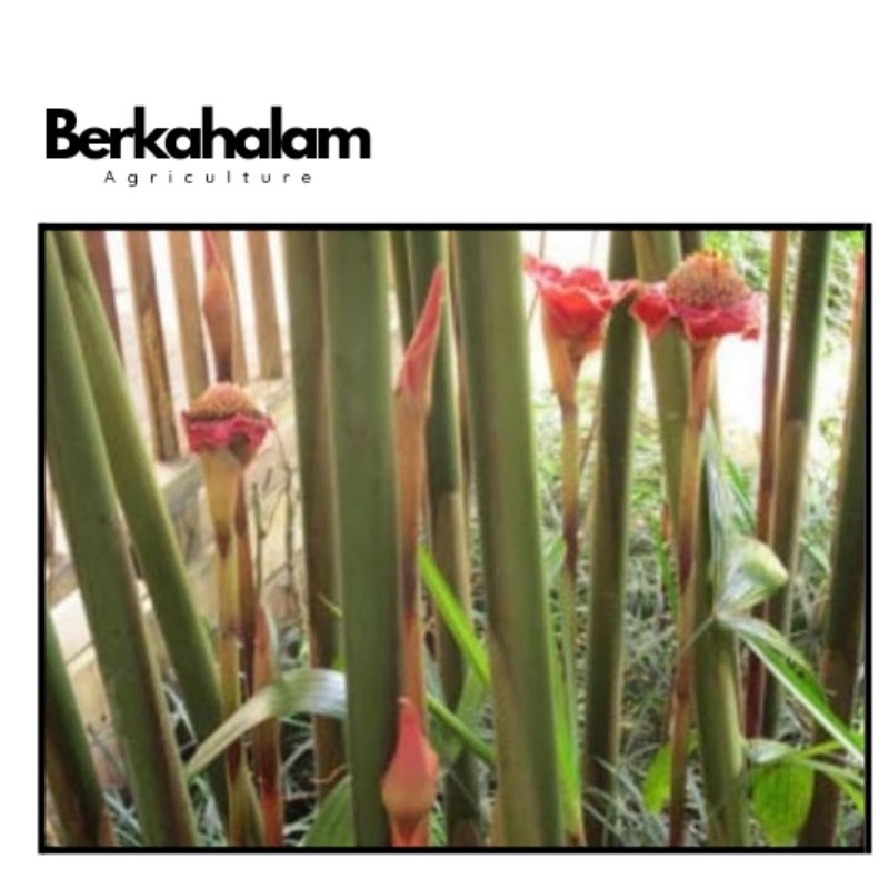 

batang honje atau kecombrang 1kg