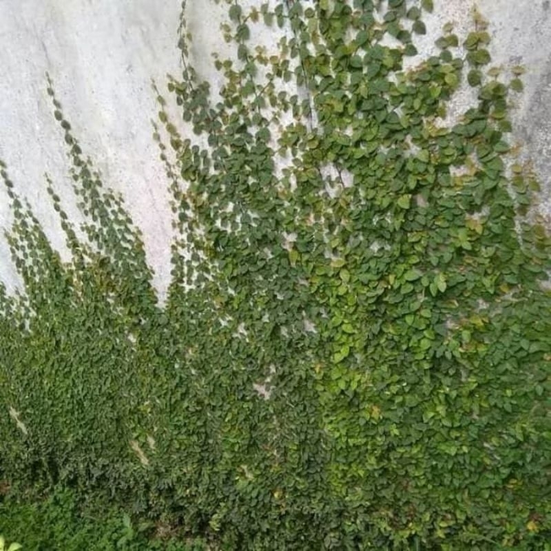 promo tanaman hias Dohar daun kecil tanaman hias menjuntai dogar kecil