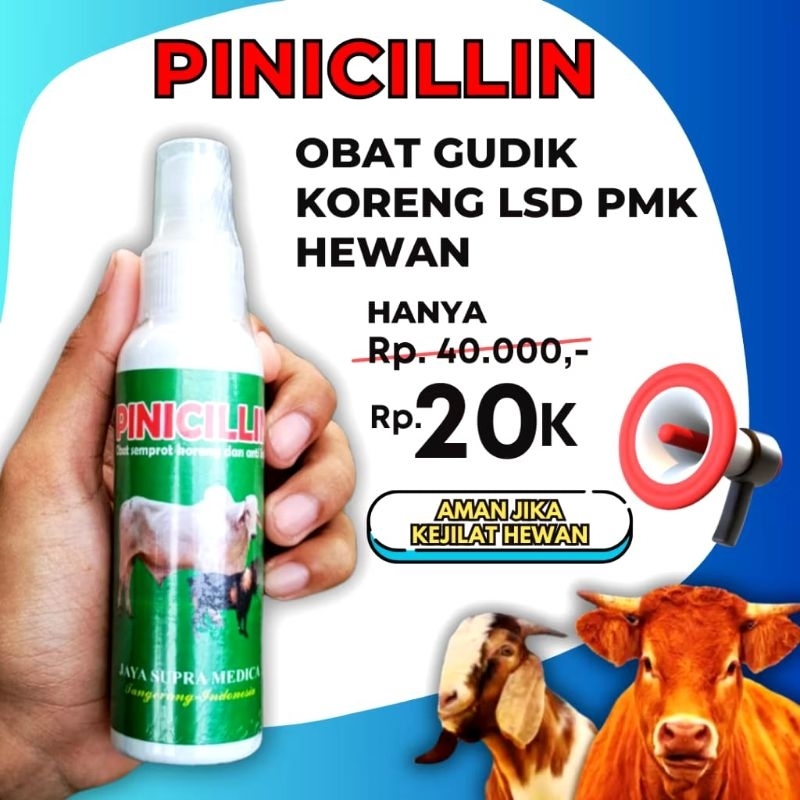 Pinicillin Obat Gudik Koreng Sapi Kambing