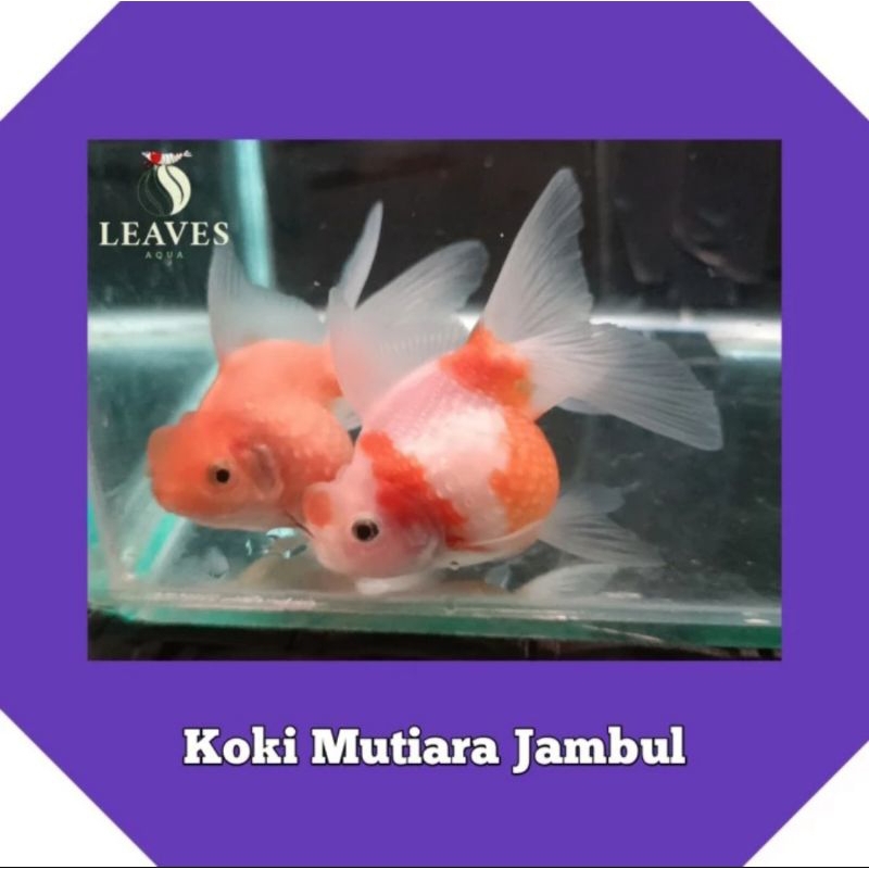 ikan koki mutiara jambul