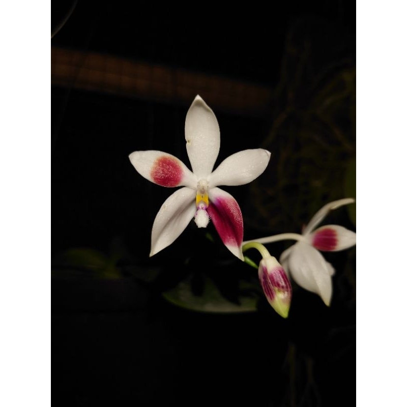 Phalaenopsis speciosa f.christiana