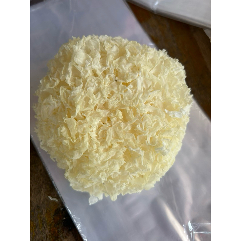 

Jamur Salju - Jamur Putih - Jamur Es