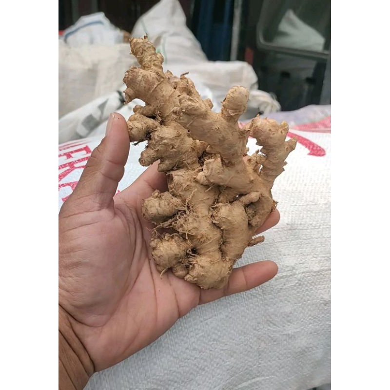 

JAHE EMPRIT SEGAR TUA PEDAS MURAH 500gr