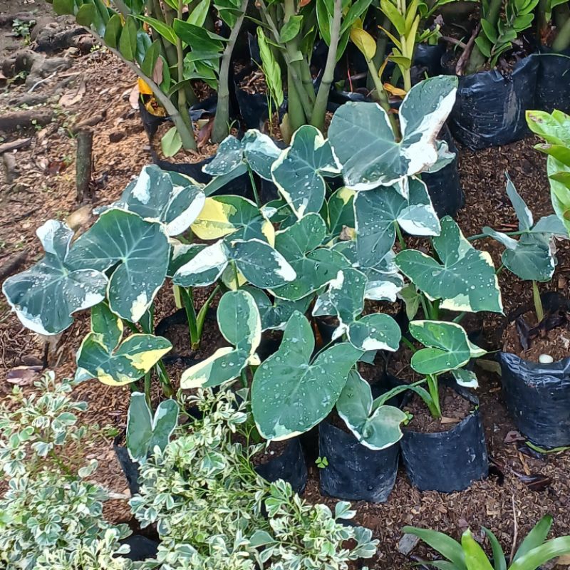 alocasia xanthosoma