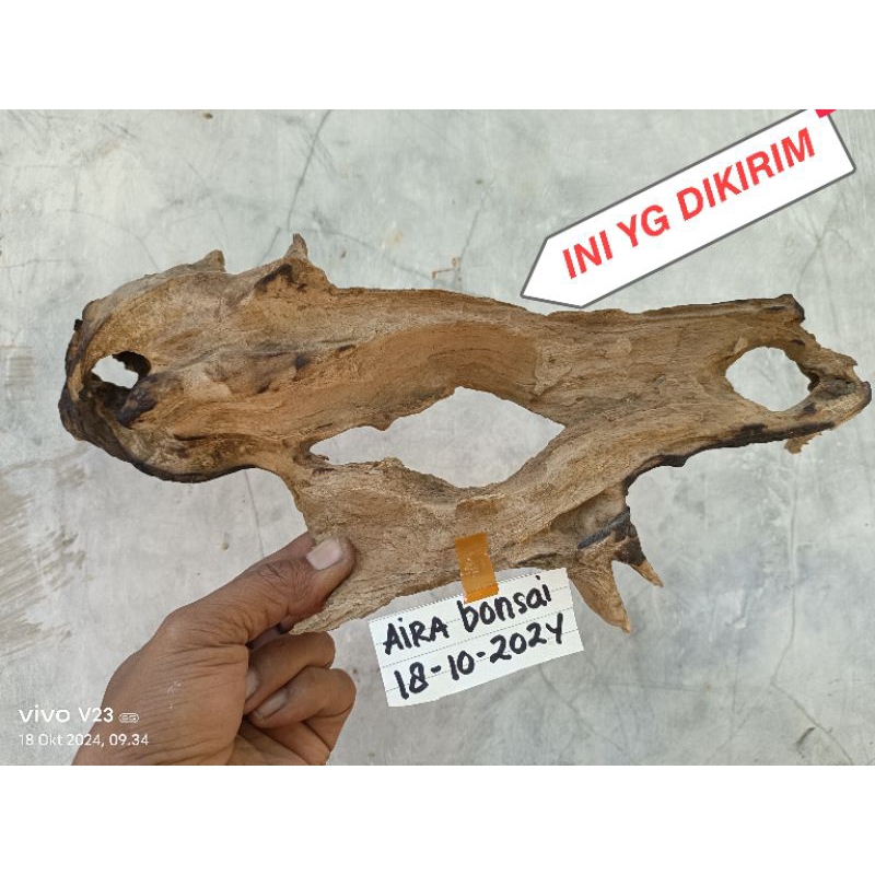 kayu rentek untuk aquascape, hiasan dinding real pict