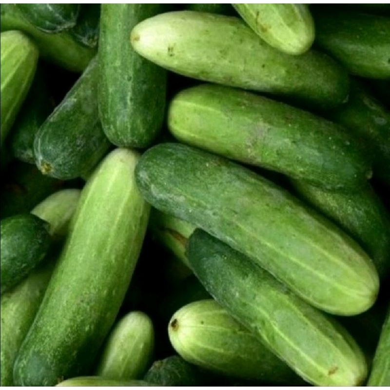 

TIMUN LOKAL BERAT 250-300 GR