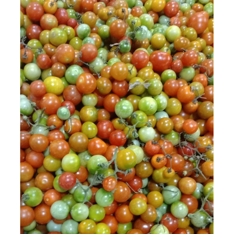 

Cung kediro / Rampai 100gr