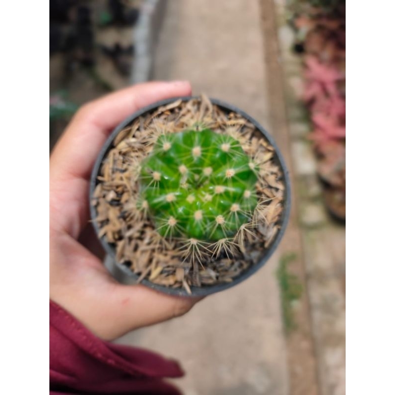 Kaktus Echinopsis Multiplex