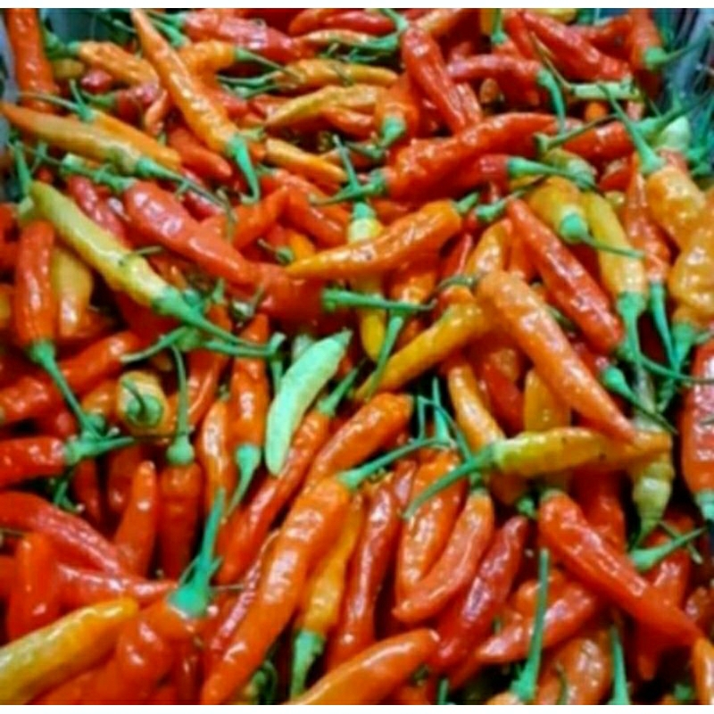 

Cengek rawit domba /500gr. fresh langsung dari Petani