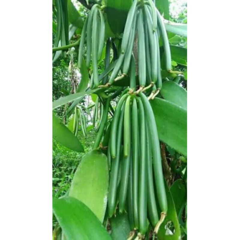 bibit vanili planifolia / bibit paneli unggul / benih vanili planifolia / bibit stek vanili ukuran 5