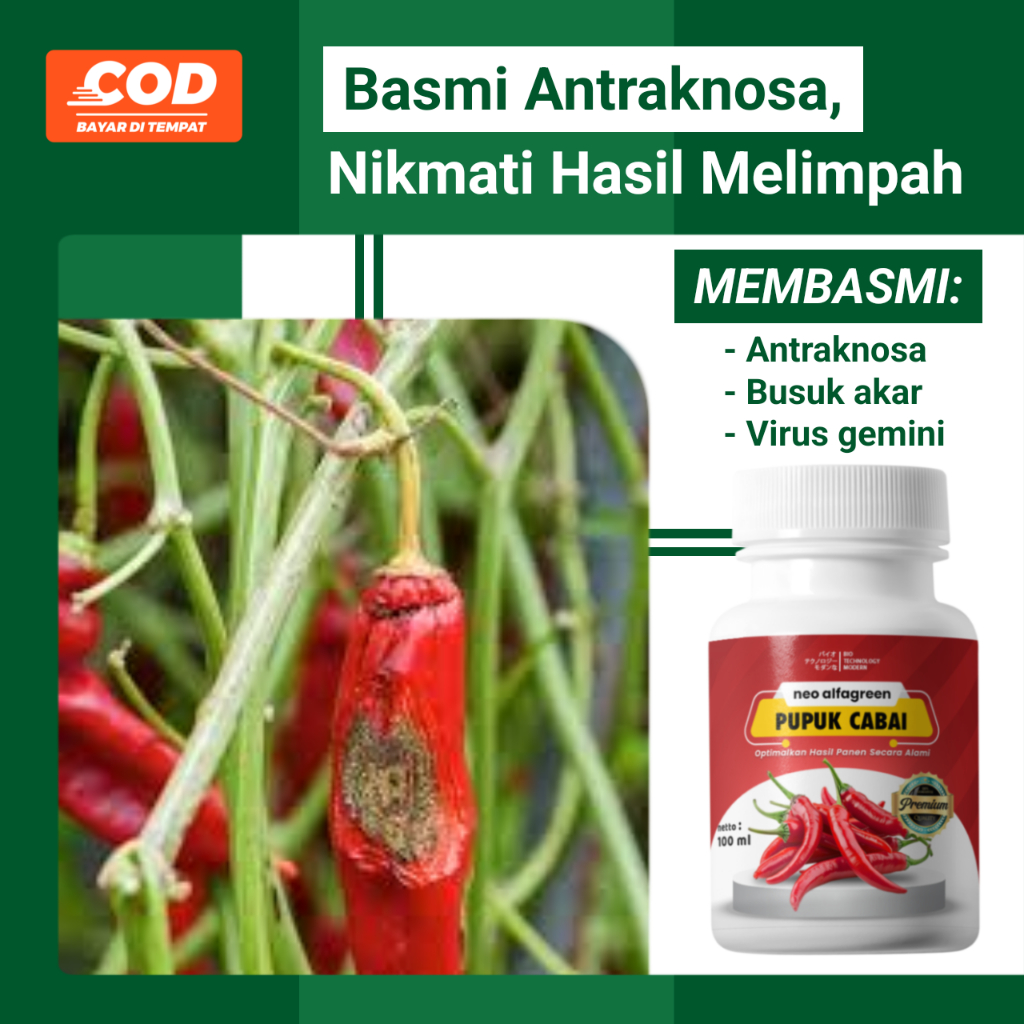 NEO CABAI: Pupuk Organik yang Didesain Khusus untuk Mengatasi Daun Kuning dan Keriting pada Cabe