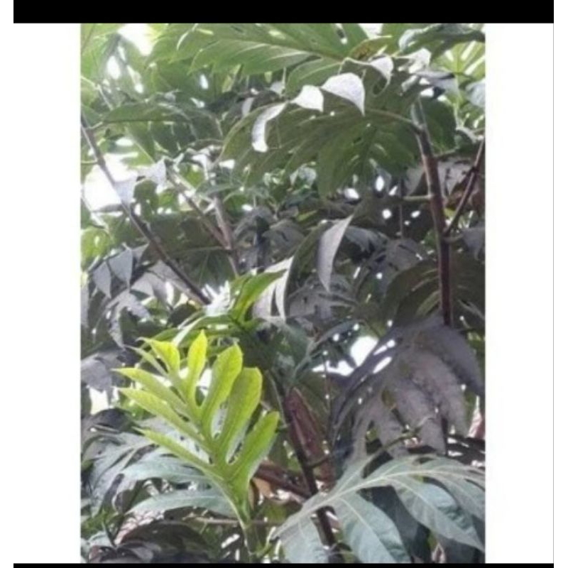 

Terlaris Daun Sukun Segar Fresh 1kg