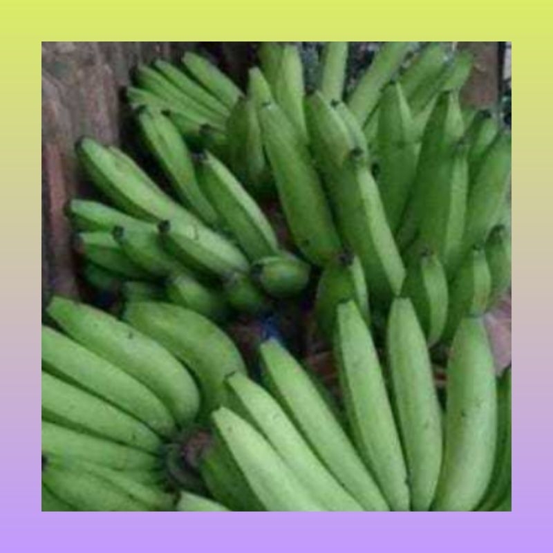 

Pisang Nangka 1 kg | pisang nangka segar | Pisang keripik nangka | Pisang fresh | Pisang cemilan sehat