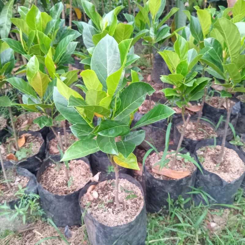 Bibit Nangka Madu Merah