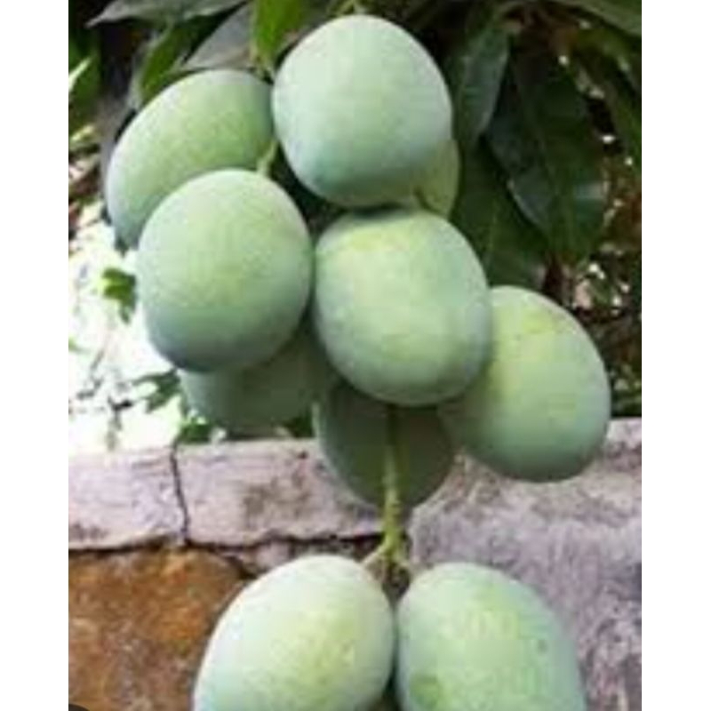 

mangga muda harumanis