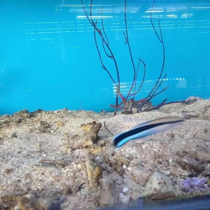 Ikan Hias Air Laut Dokter B(Bluerestreak cleaner wrasse)