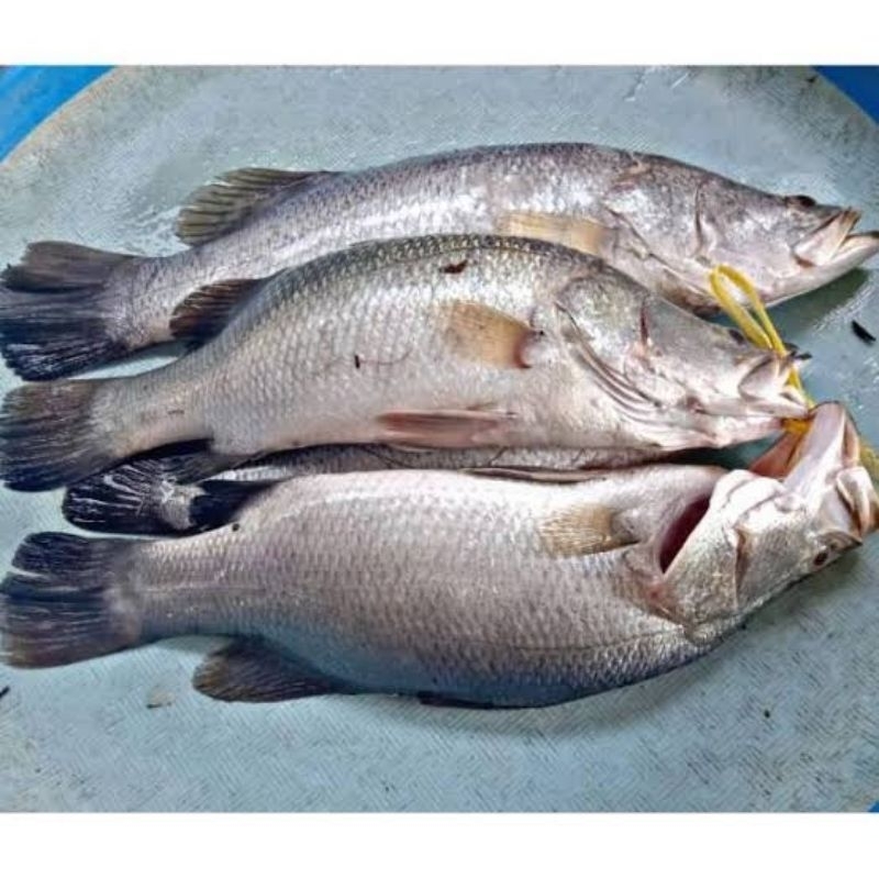 

ikan kakap segar
