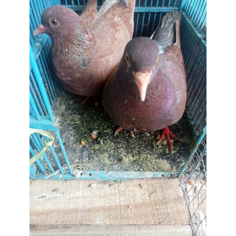 Burung Dara/Merpati Sepasang Giring keket