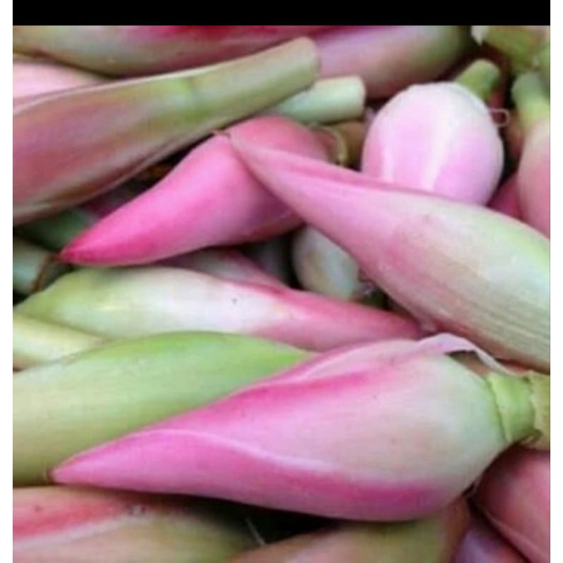 

Ready Bunga Kecombrang segar 250gram