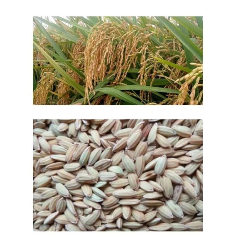 1kg benih bibit padi ketan putih grendel super