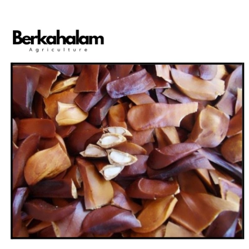 

buah/biji mahoni 200gram