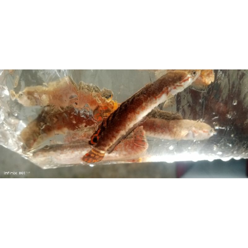 bleheri Wc pair sepasang