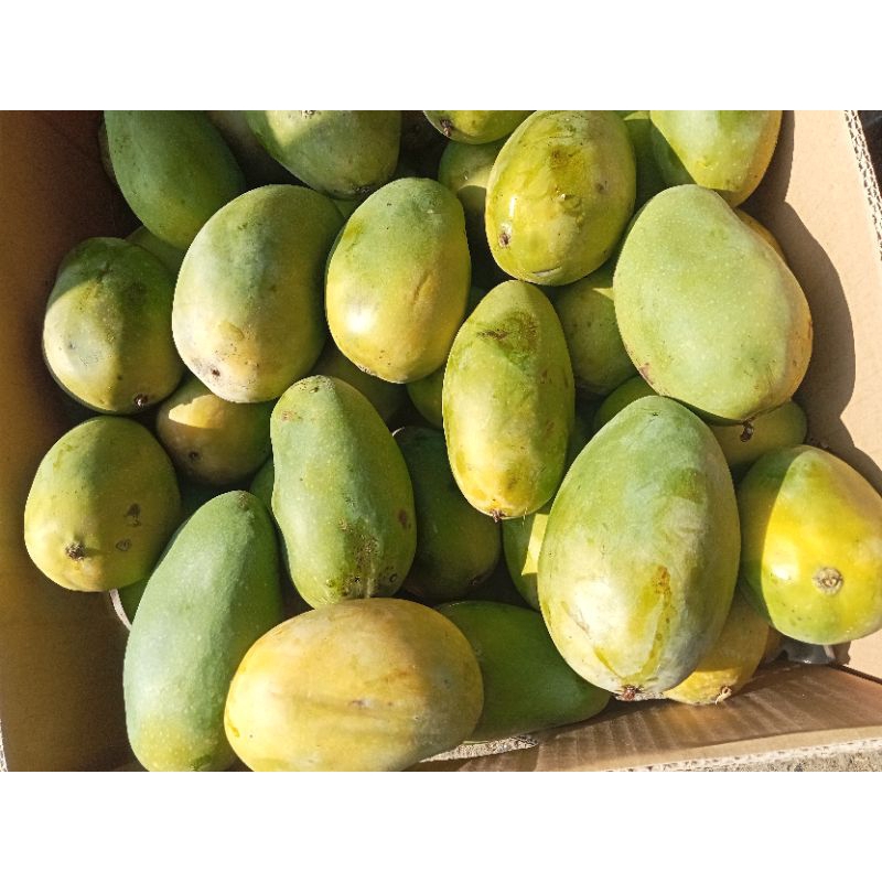 

mangga harumanis obral 1kg isi 4