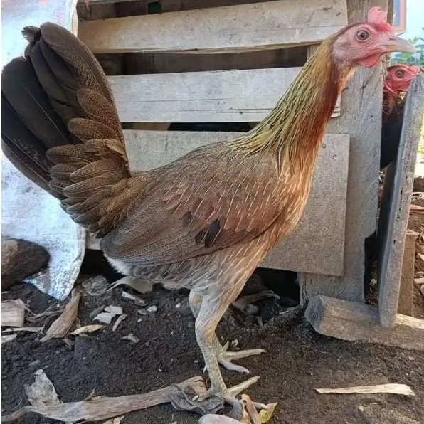 FGFG56846 telur ayam philipin asli aduan 564568