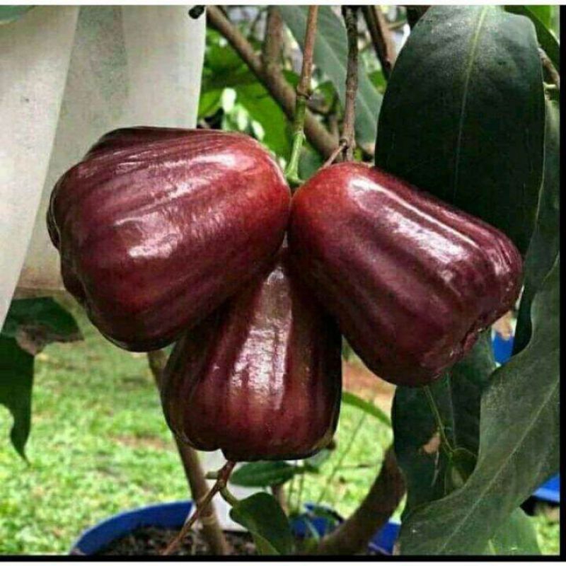 Bibit jambu air mutiara hitam/ black diamond