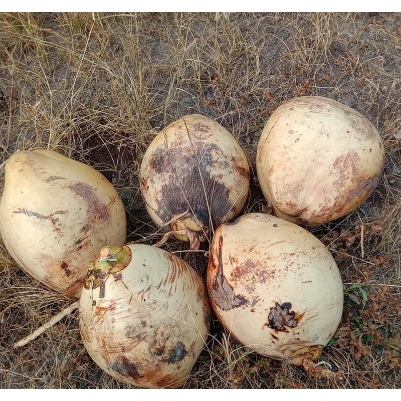 

kelapa muda segar kelapa ganding kuning