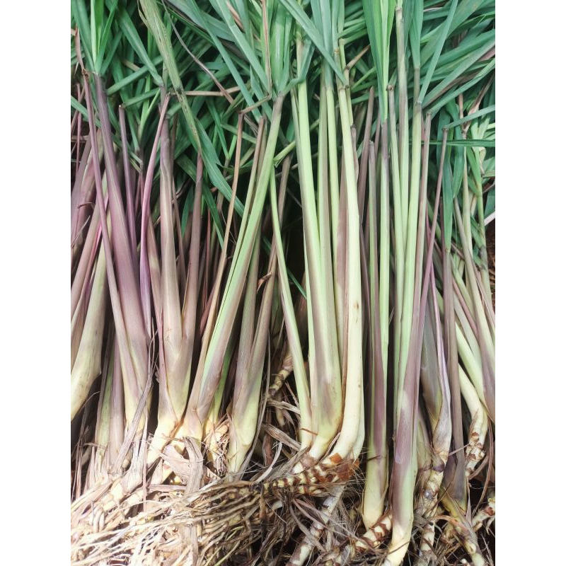 

1kg sereh merah sereh wangi