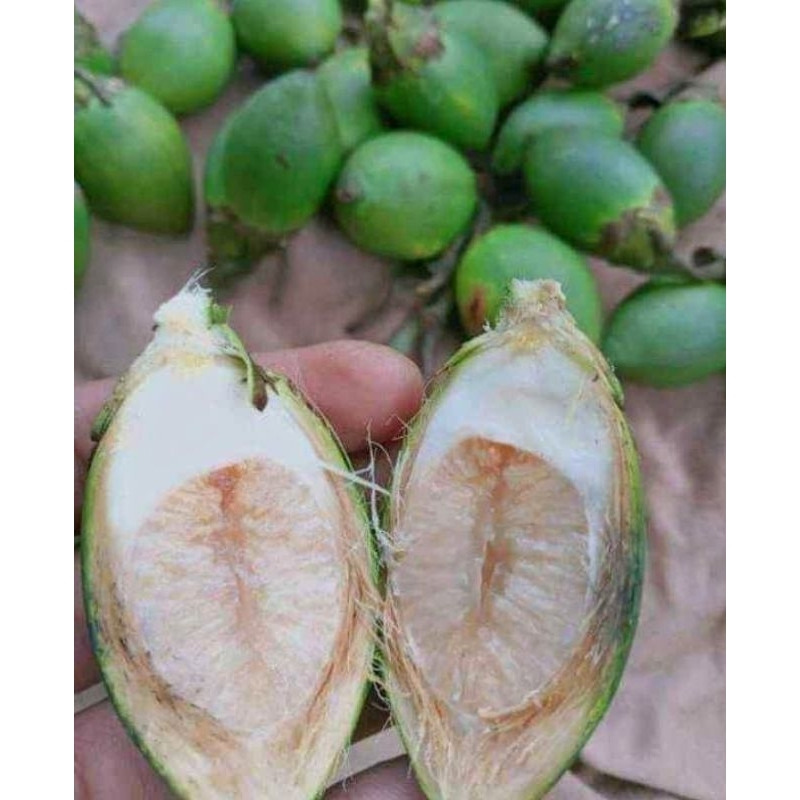 

Buah Pinang muda FRESH HERBAL STAMINA (1kg)